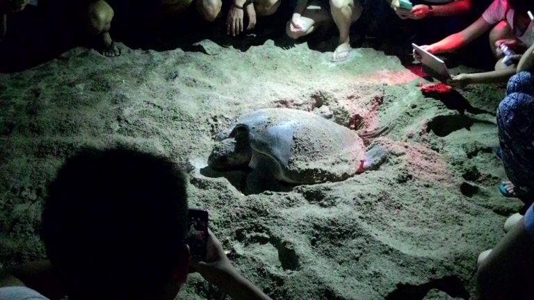 峇里島海龜保育暨文化志工服務學習 | 志在峇里 心在幫你