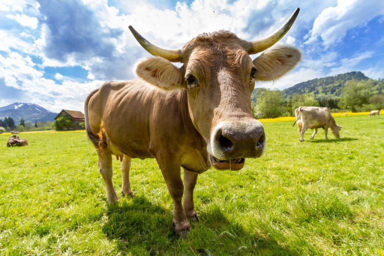 對牛「臉部辨識」、臨盆前發訊息通知主人！科技還能怎麼應用在未來的農牧產業中？