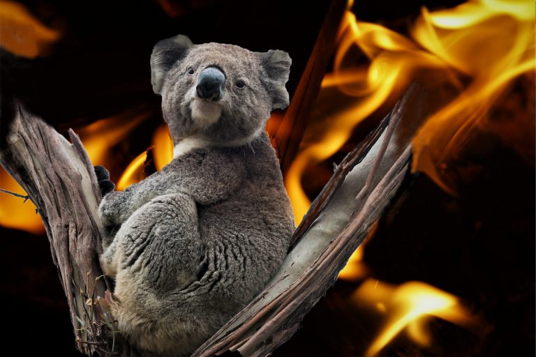 39屆全球華文學生文學獎高中新詩【Koala，討水喝 —記澳洲森林大火浩劫】