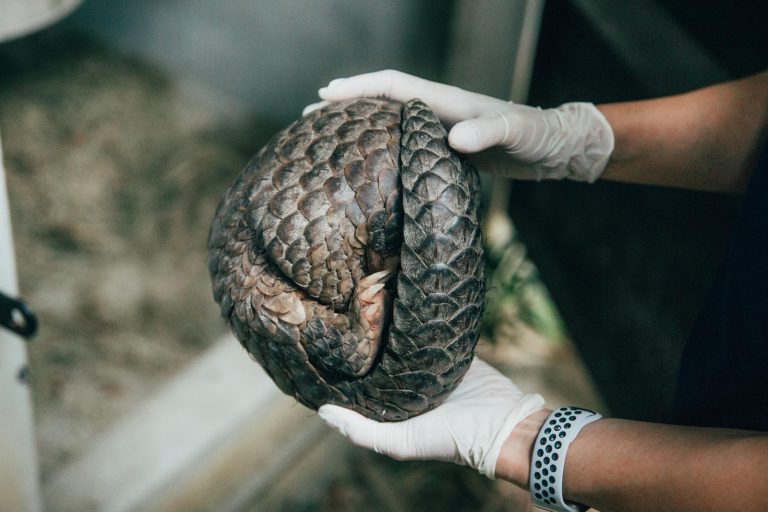 Taiwan’s Path to Pangolin Conservation: How a Mega Pangolin Leather Exporter Transformed into a Conservation Specialist