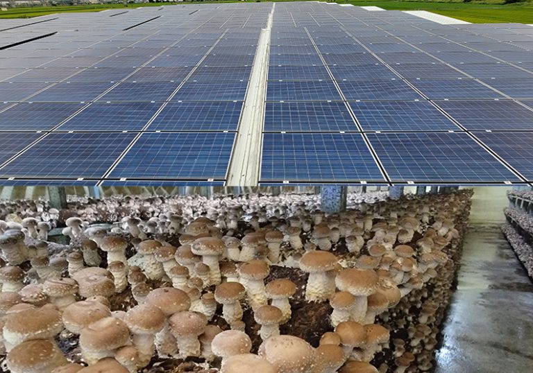 太陽能板下雞蛋香，不僅很「來電」，還解決農地痛點