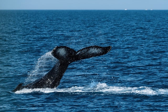 海洋盛宴——抹香鯨落