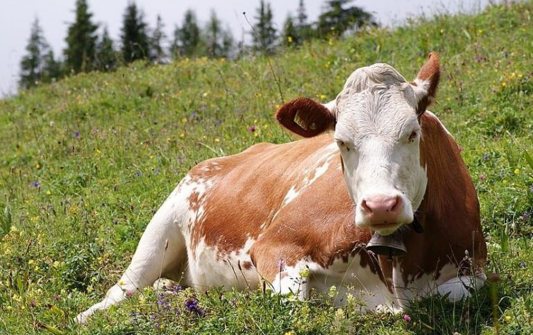 改變牛隻飼料配方就能減碳？美國麥當勞將採用農業科技領導者「先正達Enogen玉米」打造更永續漢堡!