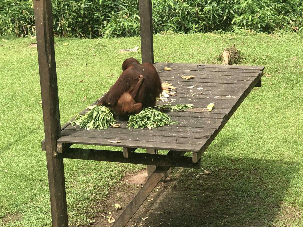 馬來西亞生態環境與多元文化及服務體驗 | 跨越國界的成長