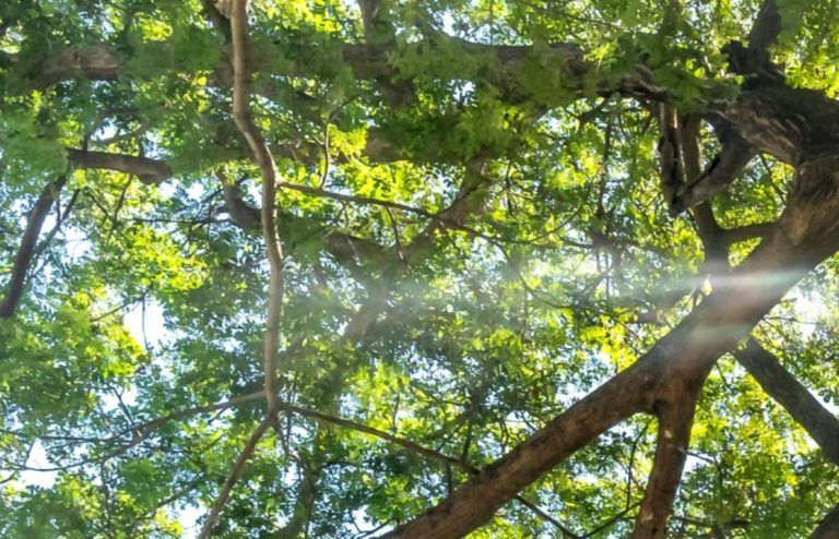 你一年的碳排放量，要用幾棵樹來抵？單木材積及固碳量計算