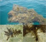 藍眼淚不流淚，守護地球的藍碳